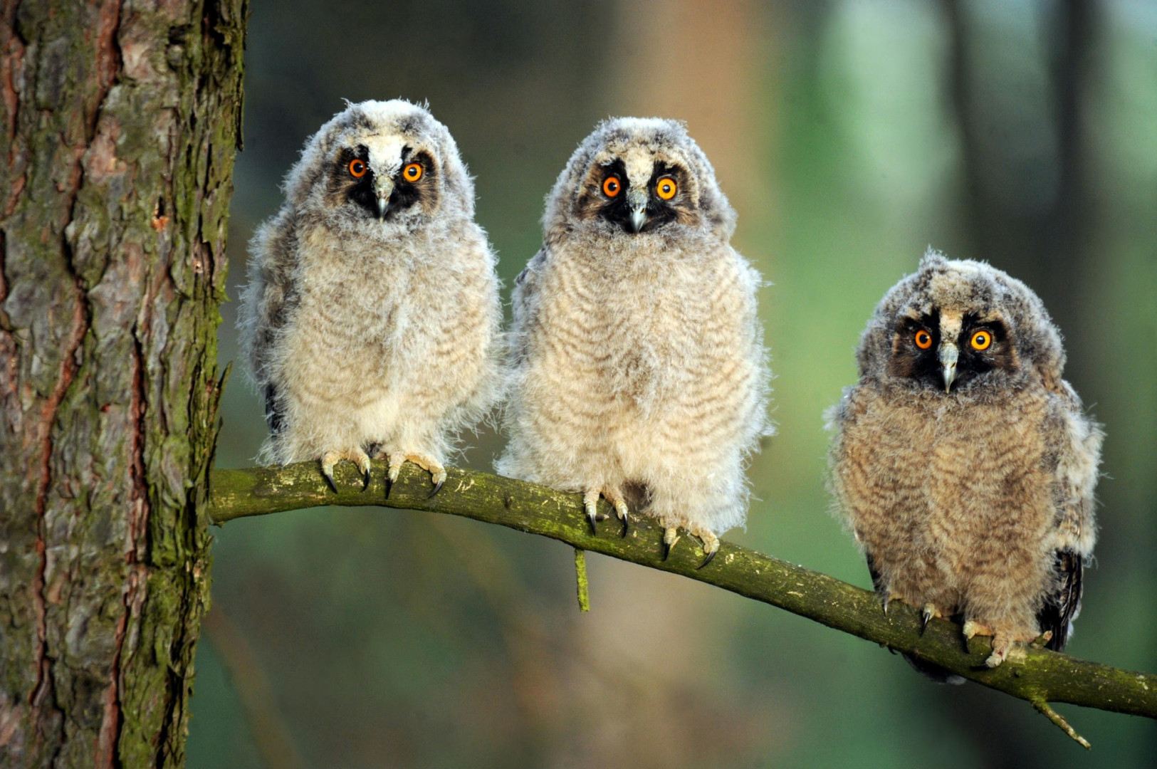 Day of Birds and Trees